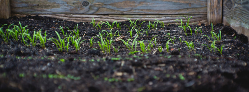 Lawn with Autumn leaf